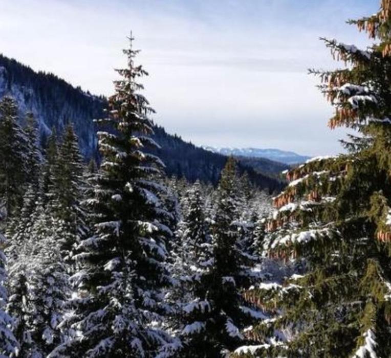 Jelka Apartmani Jahorina Buitenkant foto